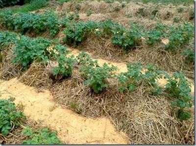 Революционный метод выращивания картофеля