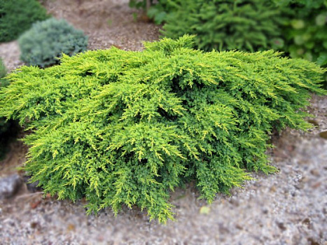 Можжевельник обыкновенный Репанда (Juniperus comm. Repanda) C12 50-60
