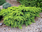 Можжевельник обыкновенный Репанда (Juniperus comm. Repanda) C12 50-60