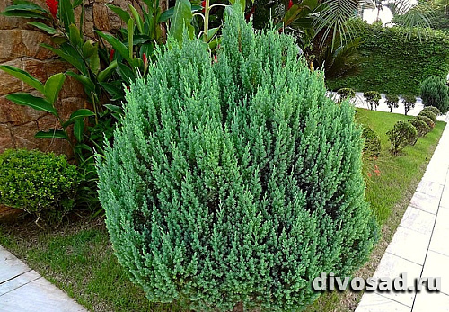Можжевельник китайский Стрикта (Juniperus chin. Stricta) C2,5