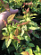 Спирея японская (Spiraea japonica `Little Flame`) С1 20-30см