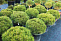 Сосна черная Мария Брегон (Pinus nigra Marie Bregeon) С3 25-30 см 