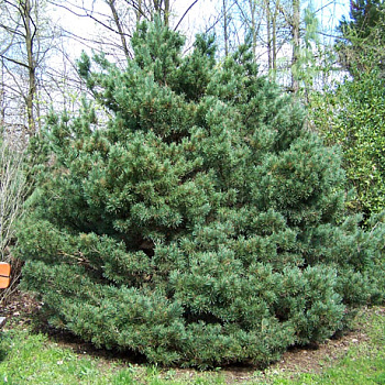 Сосна обыкновенная Ватерери (Pinus sylvestris Watereri) C10 50-60 см.