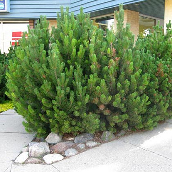 Сосна горная Пумилио  (Pinus mugo pumilio) 40-60 С10