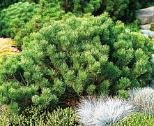 Сосна горная (Pinus mugo) C7,5  50+см