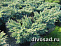 Можжевельник чешуйчатый Блю Свид (Juniperus squamata Blue Swede) C3 25-30 см А