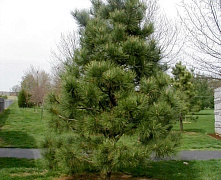 Сосна черная (Pinus nigra) С7,5 80-100см А