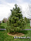 Сосна черная (Pinus nigra) С7,5 80-100см А