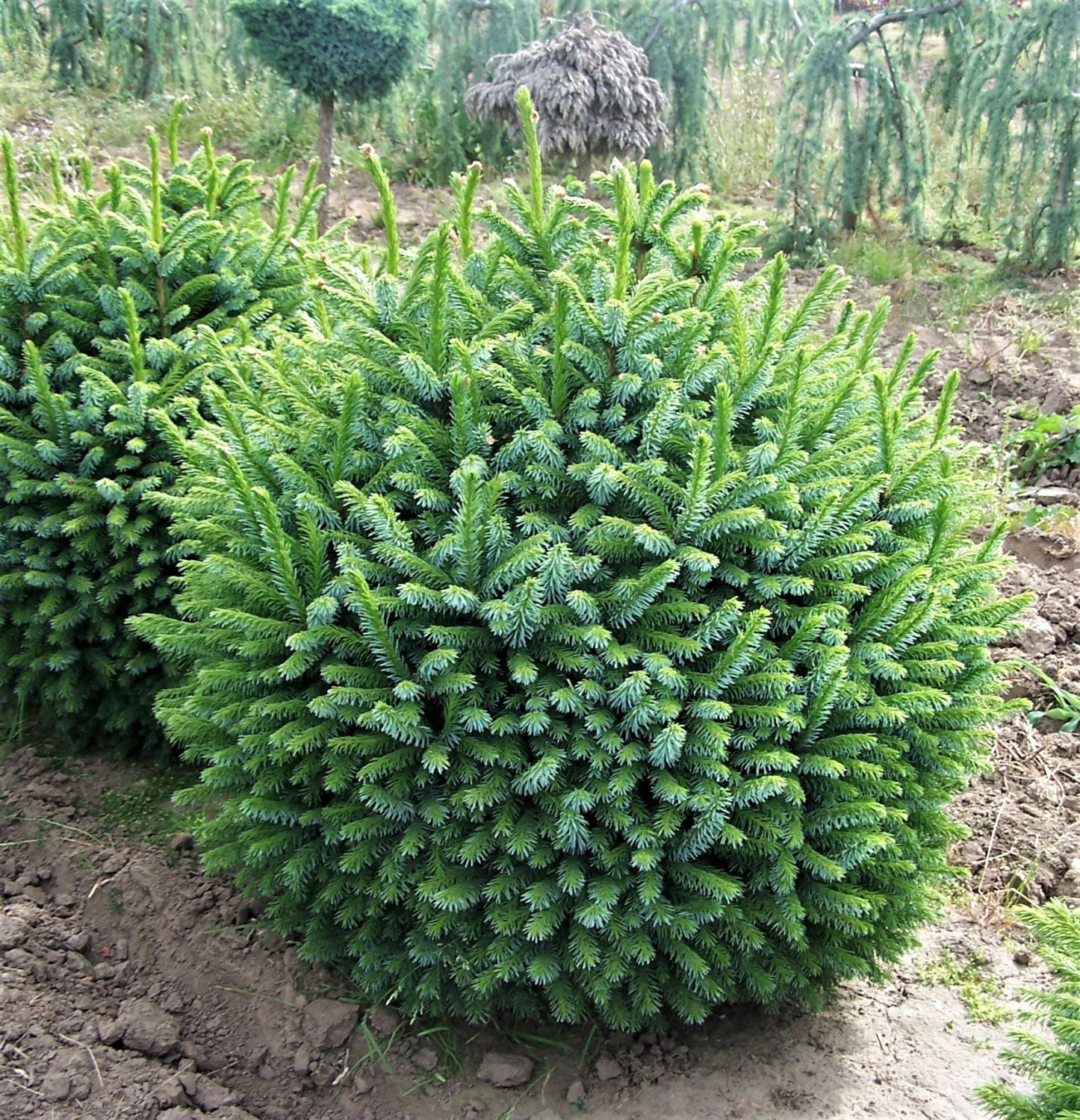 Ель Сербская Picea omorika.