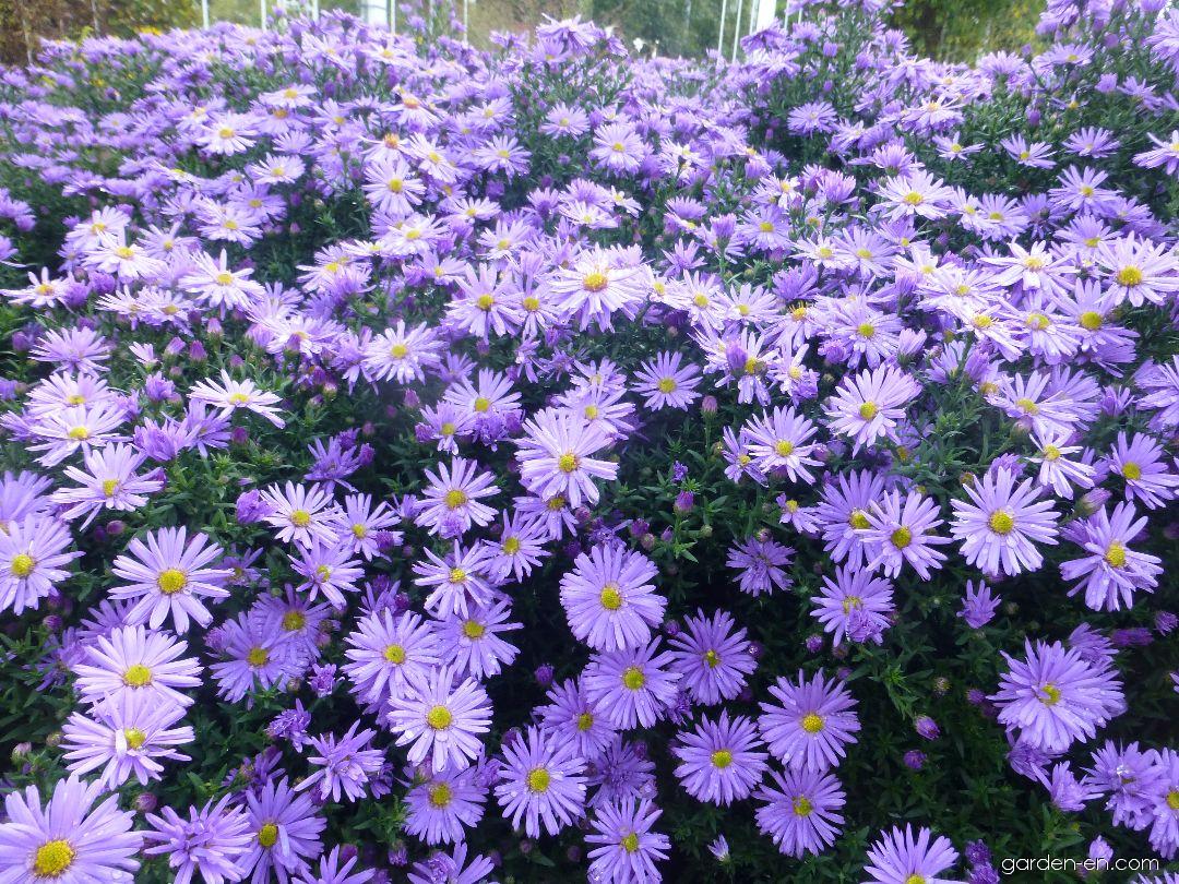 aster