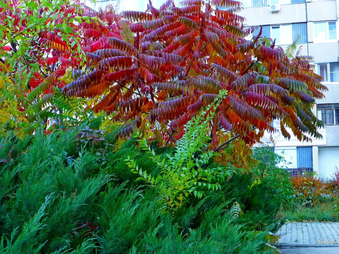 Сумах Сумах оленерогий (Rhus typhina) 40-60см, купить по цене 472 руб. |  Доставка Смоленск, Москва, СпБ