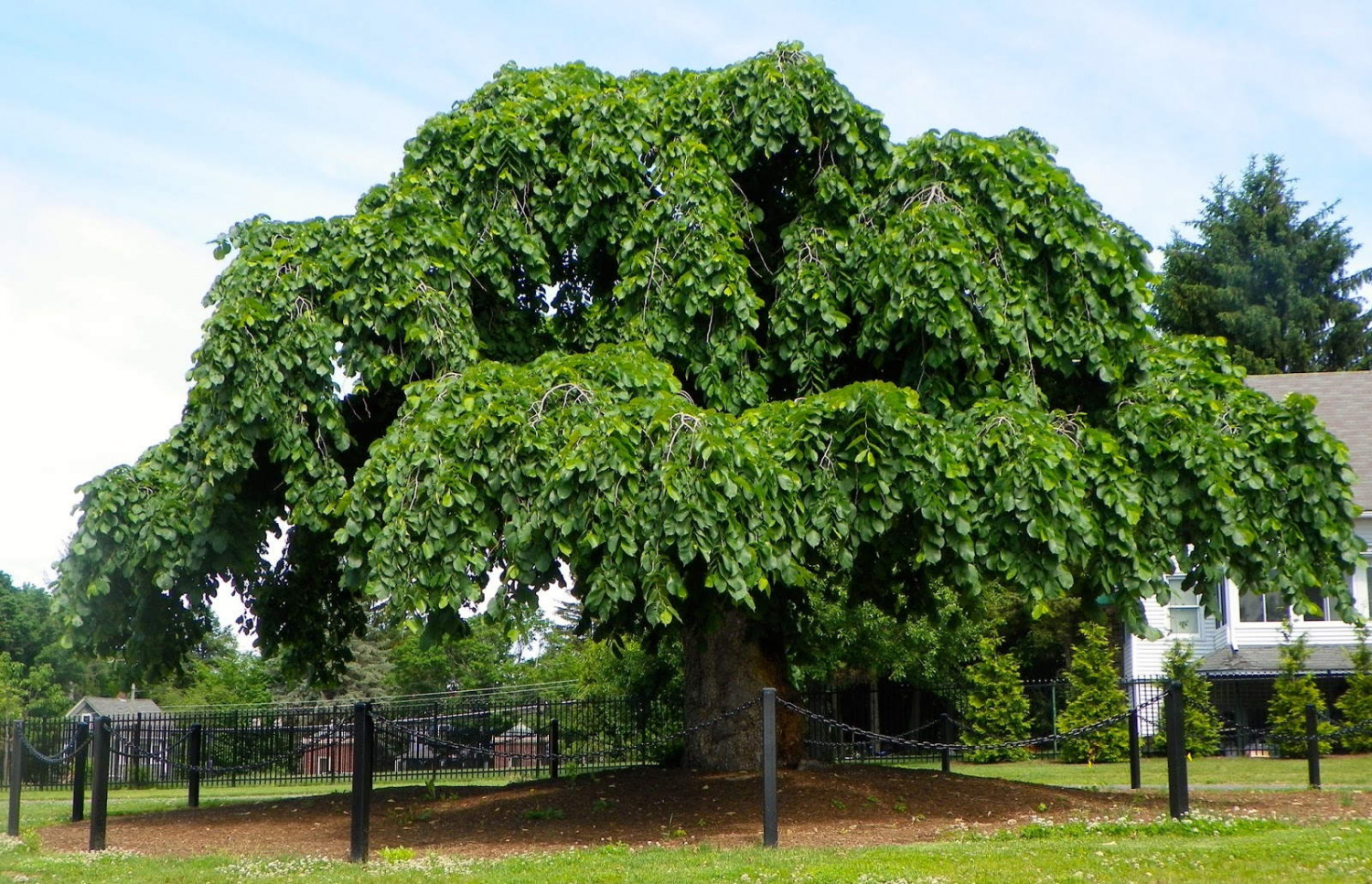 Вяз Вяз (карагач) (ulmus laevis) С3 купить по цене 850 руб. | Доставка  Смоленск, Москва, СпБ