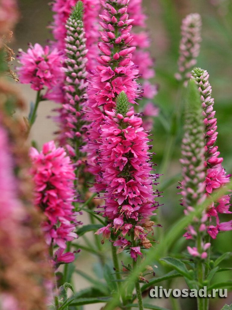 Вероника Вероника колосистая Ротфухс (Veronica spicata Rotfuchs) купить ...