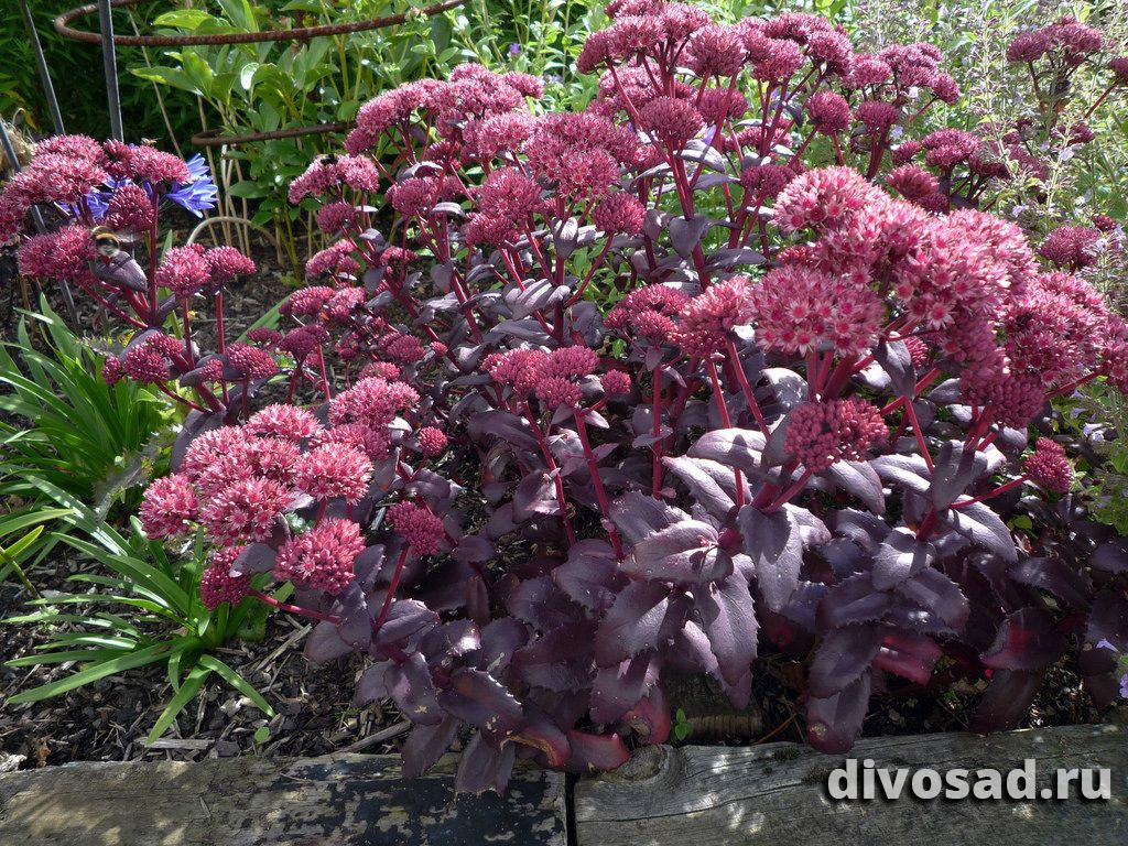 Многолетние цветы Седум Пёрпл Эмперор (Sedum Purple Emperor) купить по цене  253 руб. | Доставка Смоленск, Москва, СпБ