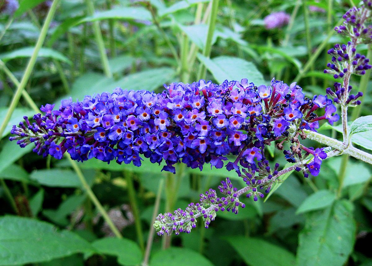 Буддлея Буддлея ДавидаЭмпайр Блю (Buddleja davidii Empire Blue) 40-60 см 2  вет. А купить по цене 578 руб. | Доставка Смоленск, Москва, СпБ