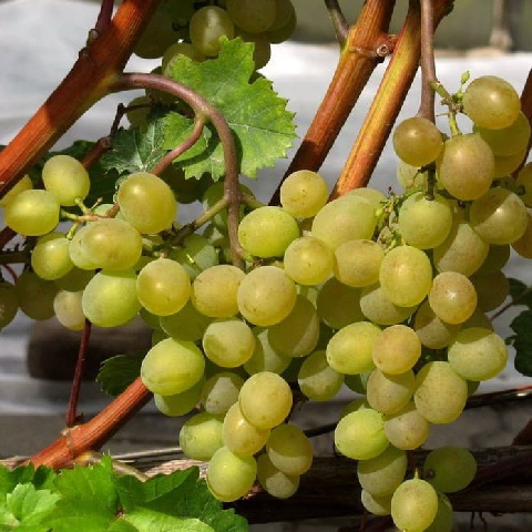 -25% на все сорта винограда с 3 по 5 октября!