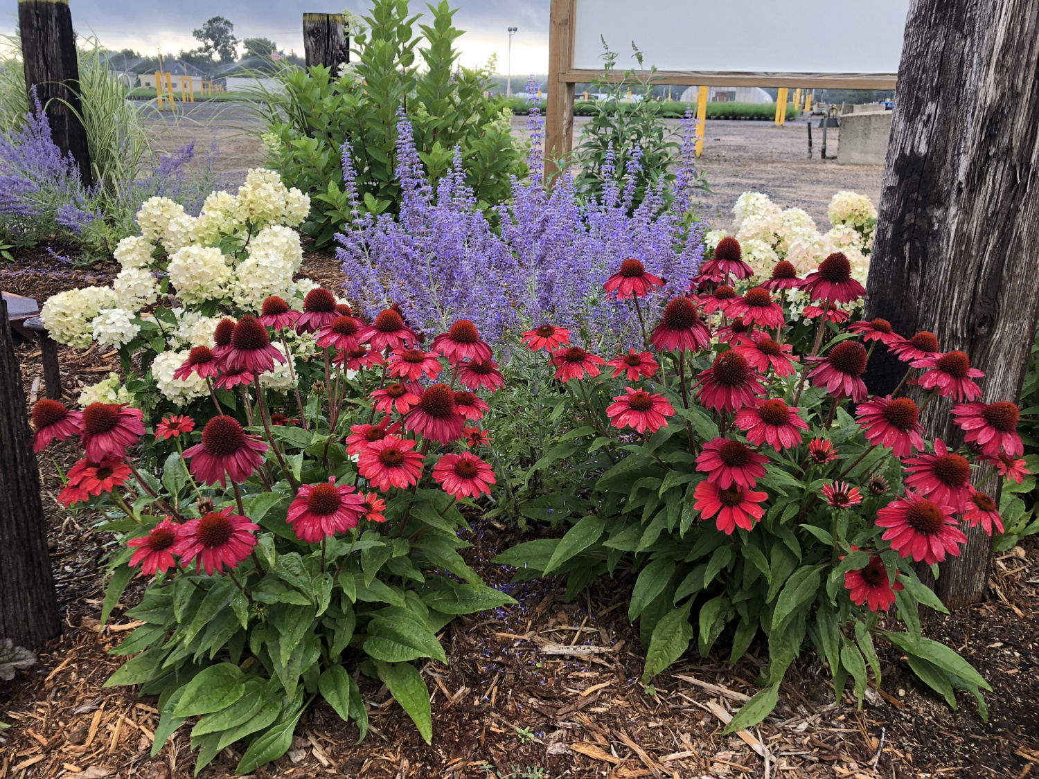 Эхинацея Эхинацея пурпурная Дабл Деккер (Echinacea purpurea  Double-Decker)С2 купить по цене 367 руб. | Доставка Смоленск, Москва, СпБ