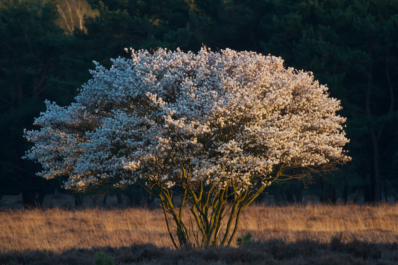 Ирга Ирга канадская Ламарка (Amelanchier lamarckii) 60-80 см 2 вет. А  купить по цене 572 руб. | Доставка Смоленск, Москва, СпБ