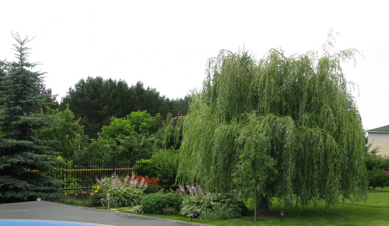 Ива Ива белая Пендула (Salix alba Pendula) купить по цене 666 руб. |  Доставка Смоленск, Москва, СпБ