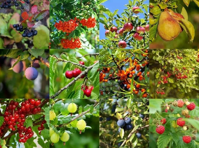 12 сентября большое поступление саженцев плодово-ягодных культур!