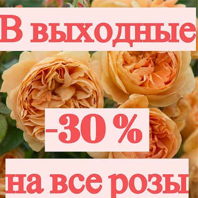 В выходные скидка на все розы -30%! (с 11 по 12 июля)