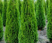 Туя западная Смарагд (Thuja occ. Smaragd) С5 80-100 см