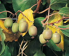 Актинидия Аргута Домино (Actinidia arguta Domino) С2