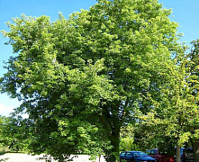 Клен серебристый (сахаристый) канадский (Acer saccharinum) 160-200см