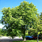 Клен серебристый (сахаристый) канадский (Acer saccharinum) 160-200см