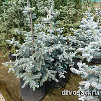 Ель колючая Хупси (Picea pungens Hoopsii) ком 120-140 К