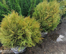 Туя западная шаровидная