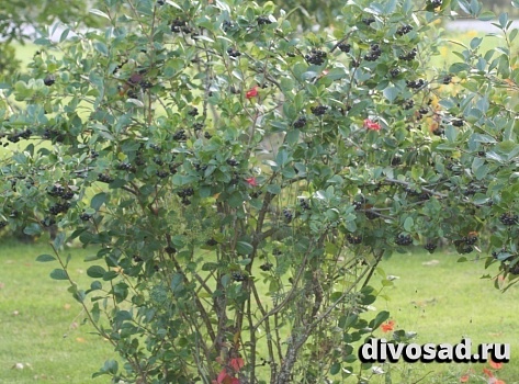 Арония черноплодная, или Черноплодная рябина (Aronia melanocarpa)30-50 см А