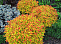 Спирея японская Голдфлейм (Spiraea japonica Goldflame) 20-40 см 2 вет. А