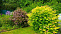 Рябинник рябинолистный (Sorbaria sorbifolia) 20 см, 