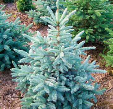 Ель колючая голубая Кейбаб ( Picea pungens glauca Kaibab) 60-80 Экстра