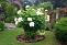 Гортензия древовидная Стронг Анабель (Hydrangea arborescens Anabelle) С5 40-60 см