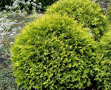 Туя западная Голден Глоб (Thuja occ. Golden Globe) C2 40-50 