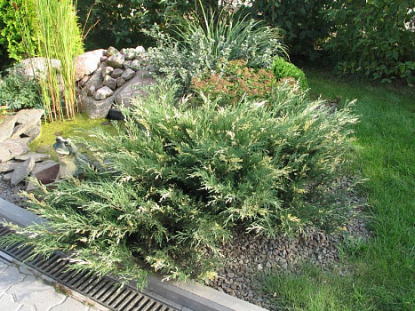 Можжевельник казацкий Вариегата (Juniperus sabina Variegata) С3 20-30 см К