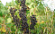 Смородина черная Зеленая дымка 2-4 ветки