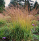 Молиния тростниковая Карл Форстер (Molinia arundinacea Karl Foerster) С1,5/С2