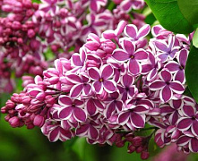 Сирень обыкновенная Сенсация (Syringa vulgaris Sensation) 60-90см 