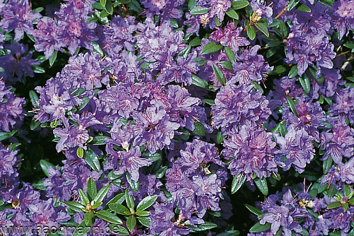 Рододендрон Rhododendron (AJ) 'Violetta' С10 40-50см