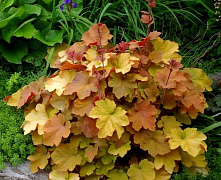 Гейхера Карамель (Heuchera Caramel) 