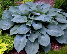 Хоста Блю Энжел (Hosta 'Blue Angel') (L) С10