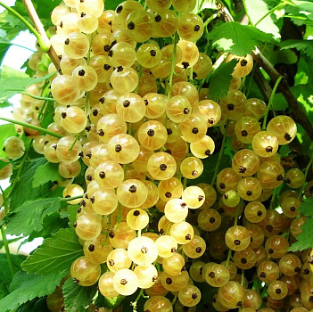 Смородина белая Версальская Белая