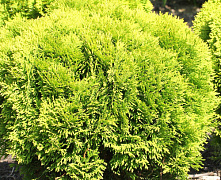 Туя западная Мириам (Thuja occ. Mirjam) C3 20-30 см.