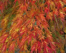 Клен веерный Сейрю (Acer palmatum Seiryu) С2/3