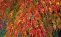 Клен веерный Сейрю (Acer palmatum Seiryu) С2/3