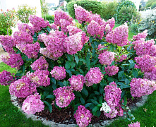 Гортензия метельчатая Сандей Фрайз (Hydrangea paniculata Sundae Fraise) 15-20 см р9 П