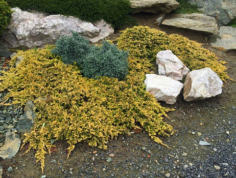 Можжевельник горизонтальный Голден Карпет (Juniperus hor. Golden Carpet) С2 